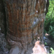 Imagen para el artículo titulado Al árbol más antiguo del mundo le ha salido un serio competidor